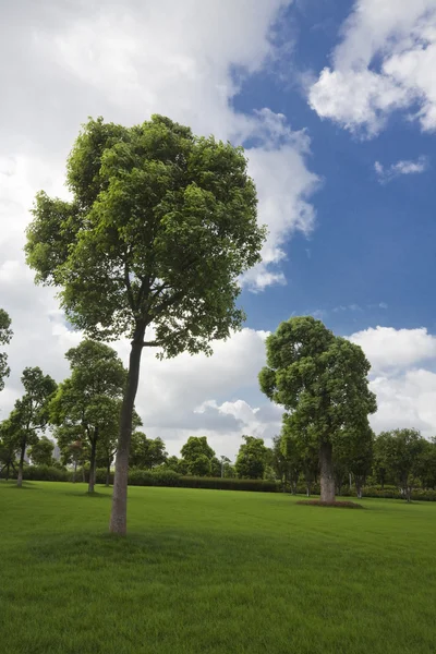 Der Baum eines Parks im Freien. — Stockfoto
