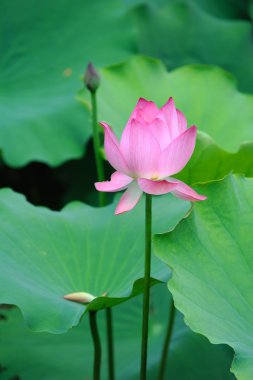 Lotus çiçeği.