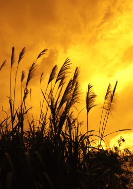 Reed stalks in the swamp against sunlight. clipart
