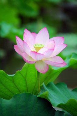 Lotus çiçeği.