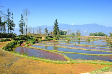 pirinç terasları yuanyang yunnan, Çin'in