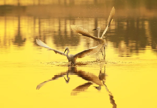 Egrets jogar na terra da água — Fotografia de Stock