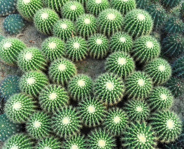 stock image View of a cactus