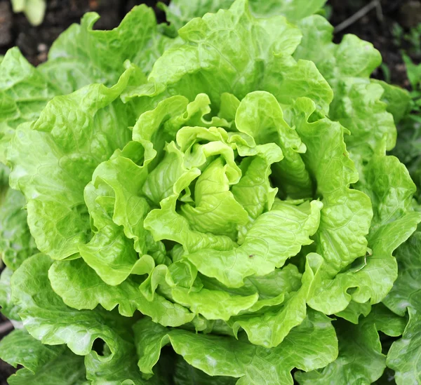 stock image Lettuce growing in the soil