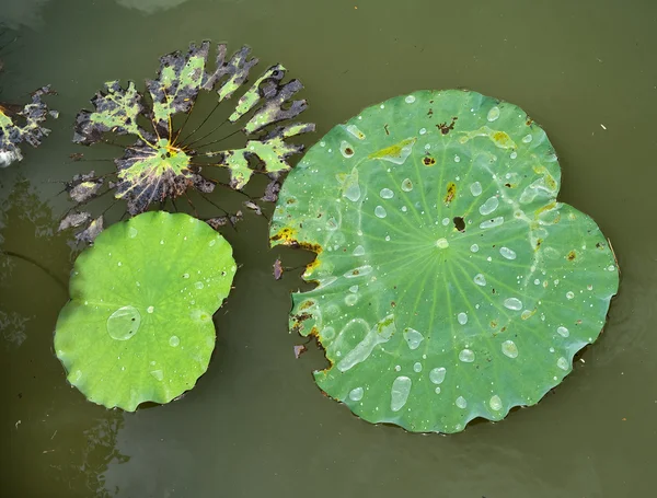 Huge floating lotus — Stock Photo, Image