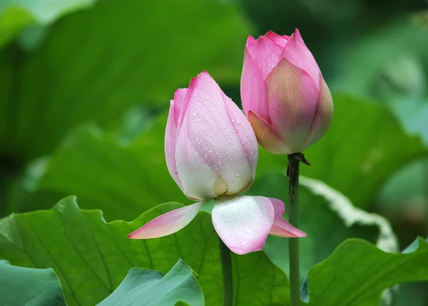 stock image Lotus flower