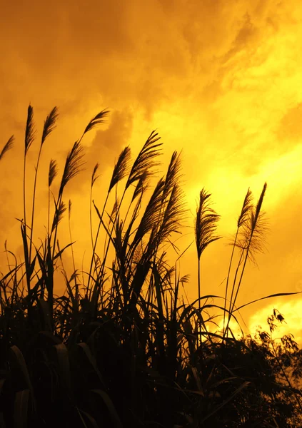 Schilfhalme im Sumpf gegen Sonnenlicht. — Stockfoto