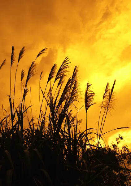 stock image Reed stalks in the swamp against sunlight.