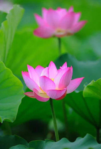 Flor de lótus — Fotografia de Stock