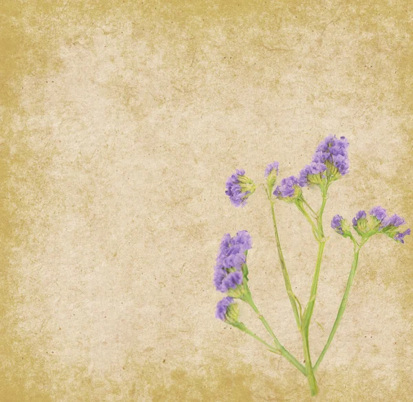 Lavendel på papper bakgrund — Stockfoto