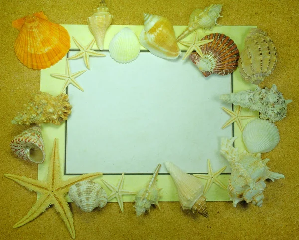 Havet ram med starfishes och shell — Stockfoto