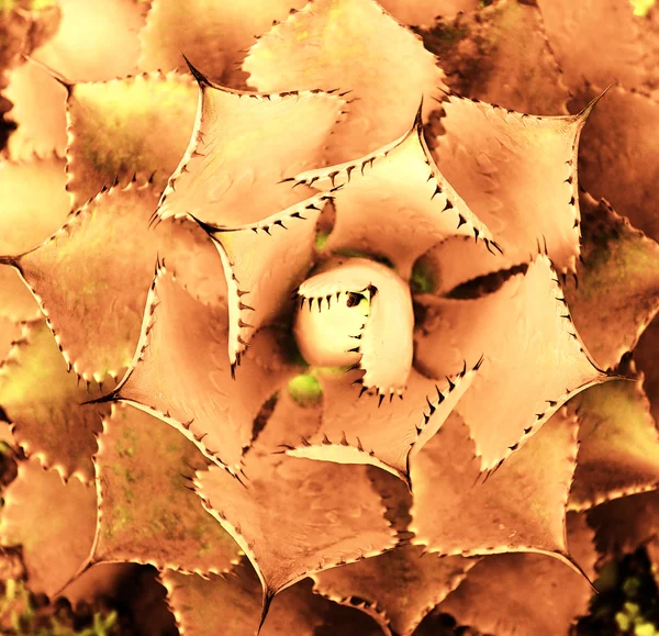 Vy av en kaktus — Stockfoto