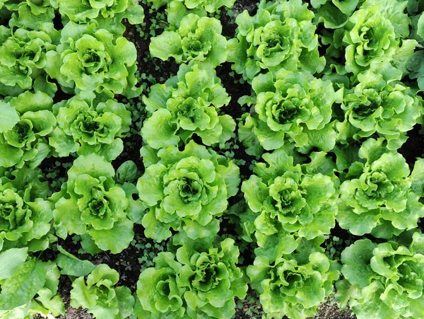 Салат растет в почве — стоковое фото