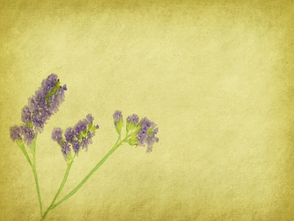 Lavender on paper background — Stock Photo, Image