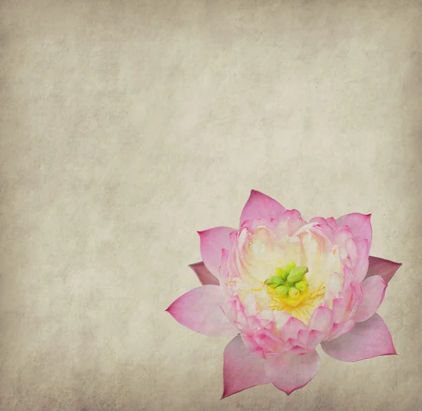 Lotus com conjunto de fundo pintado abstrato — Fotografia de Stock