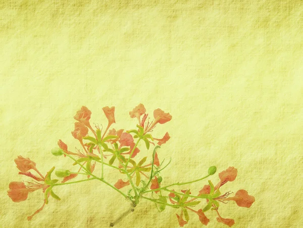 Παγώνι λουλούδια σε δέντρο με παλιά παλαιά εκλεκτής ποιότητας χαρτί υπόβαθρο — Φωτογραφία Αρχείου
