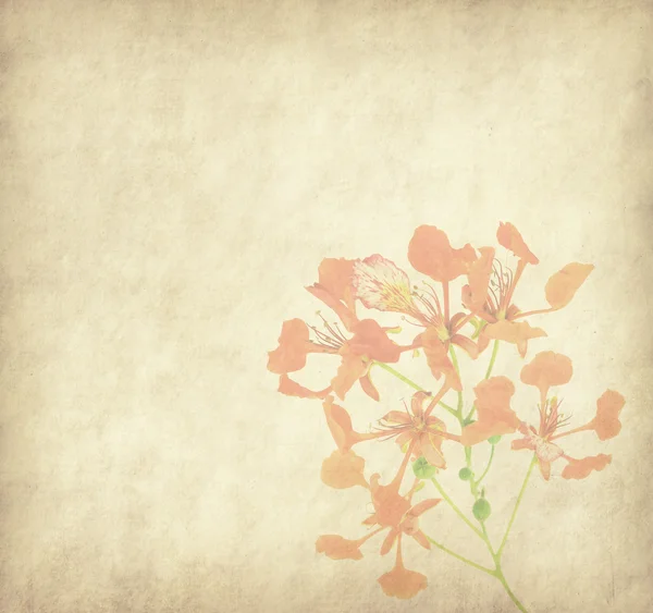 Fleurs de paon sur arbre avec fond vieux papier vintage — Photo