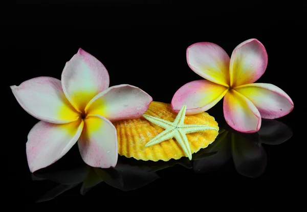 Φραντζιπάνι ή plumeria τροπικό λουλούδι — Φωτογραφία Αρχείου