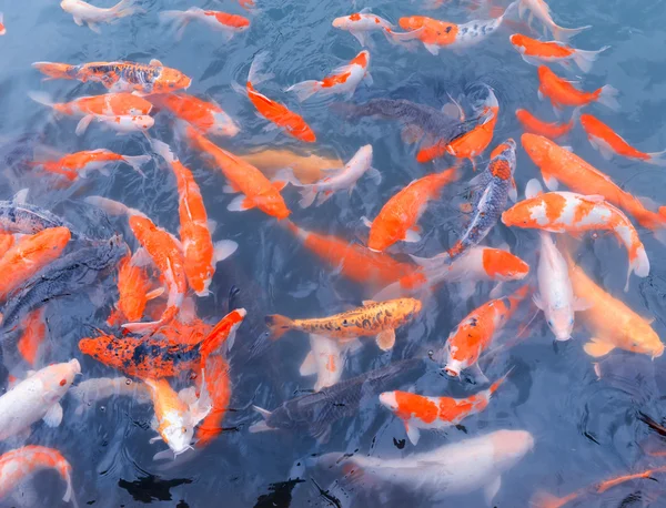 Peixes dourados — Fotografia de Stock