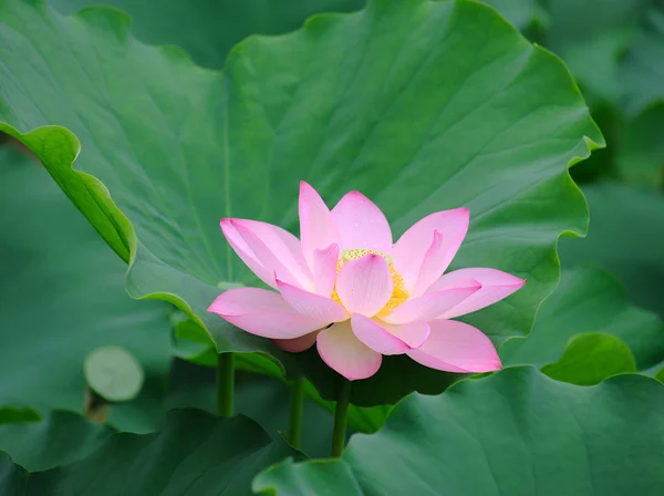 Fiore di loto — Foto Stock
