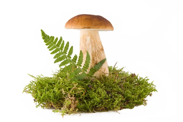 One mushroom — Stock Photo, Image
