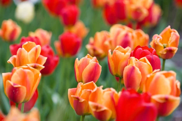 stock image Red tulips field