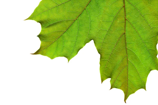 stock image Green leaf on white