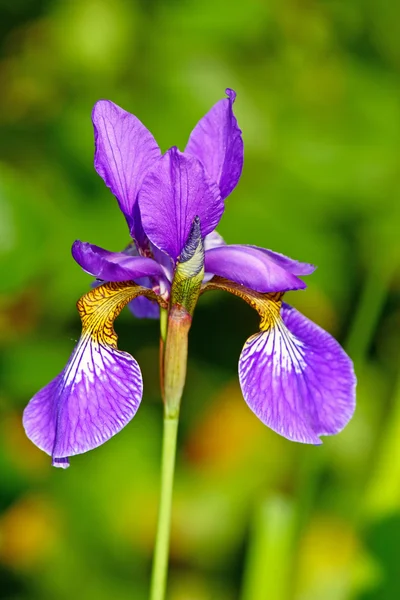 Blue iris — Stock Photo, Image
