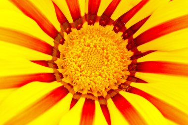 Gazania