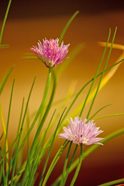 stock image Chives flowers