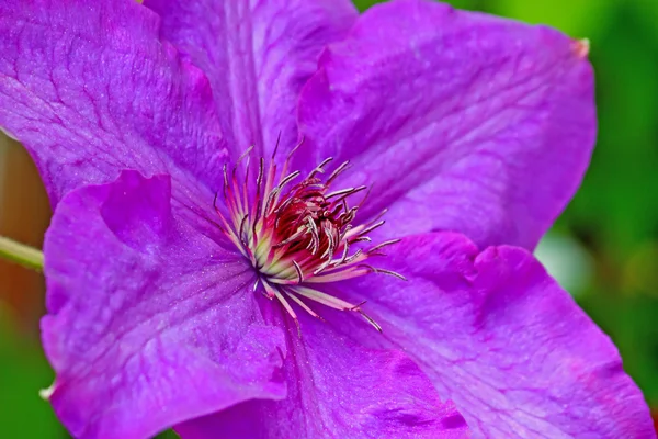 Fiore di clematide — Foto Stock