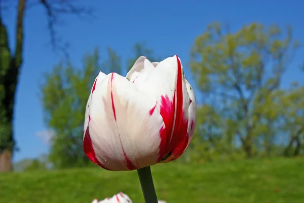 Fehér tulipán — Stock Fotó