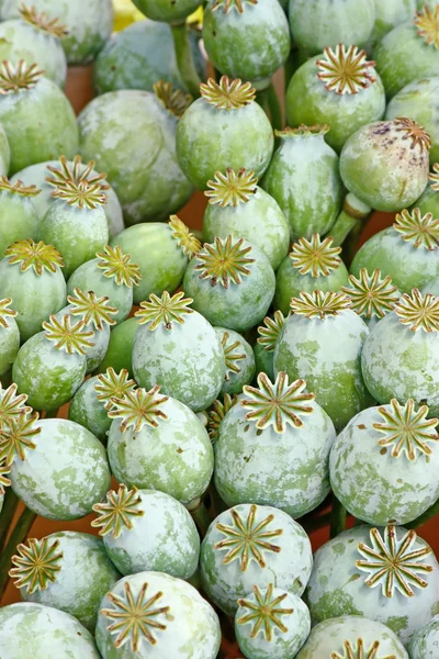 Capsules of poppy — Stock Photo, Image