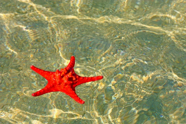 stock image Red starfish