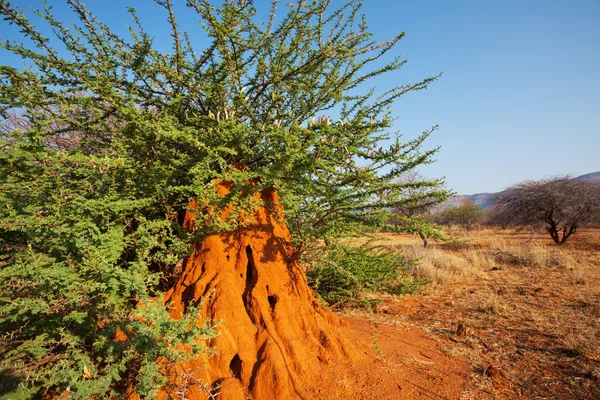 Afryki termitów — Zdjęcie stockowe