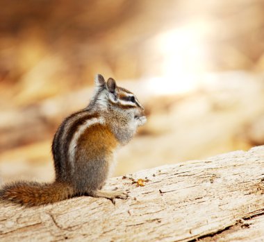 Chipmunk clipart