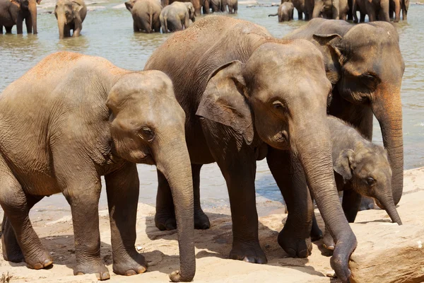 Elefant på sri lanka — Stockfoto