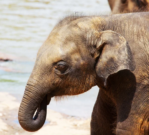 Слон на Шрі-Ланці — стокове фото