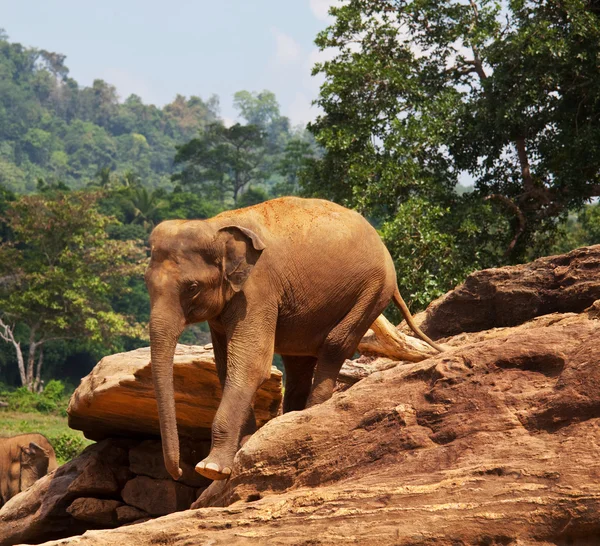Sri lanka fil — Stok fotoğraf