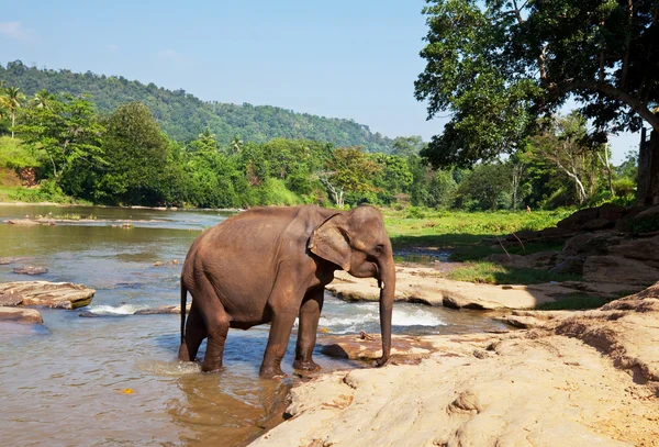 Elefántok a Srí Lanka-i — Stock Fotó