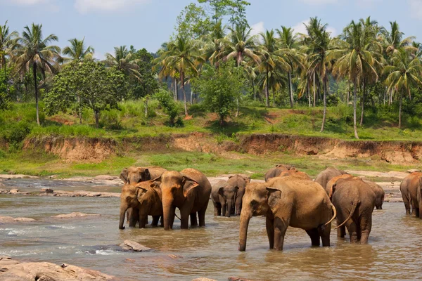 Elefanti sullo Sri Lanka — Foto Stock