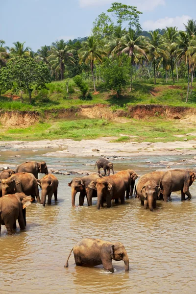 stock image Elephants on Sri Lanka