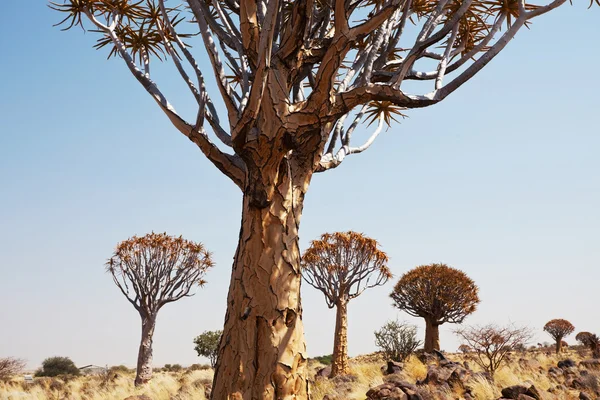 Quiwer ağacı — Stok fotoğraf
