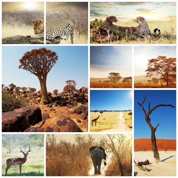 Polowanie w Afryce — Zdjęcie stockowe