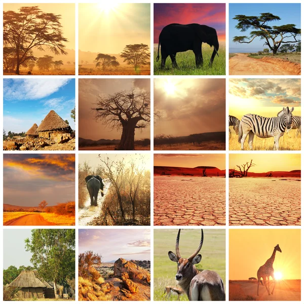 Safari — Foto Stock