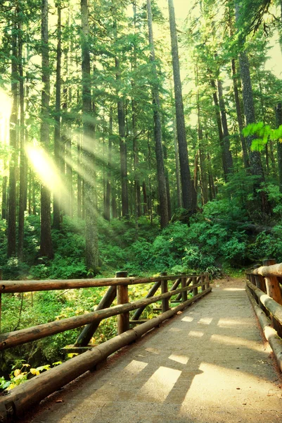 阳光森林 — 图库照片