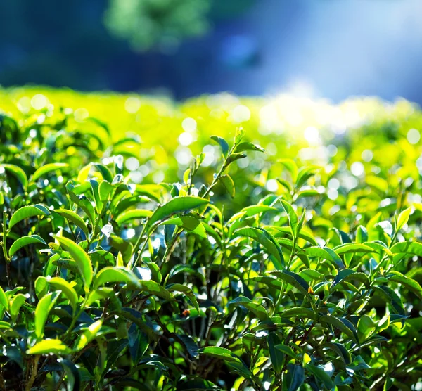 Herbata plantation — Zdjęcie stockowe