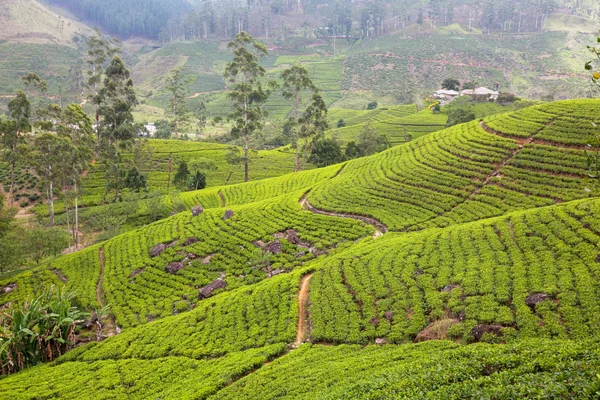 Tea ültetvény — Stock Fotó