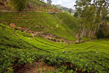 çay plantasyon