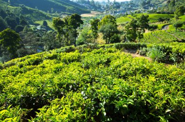 çay plantasyon